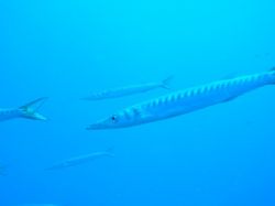 Barracuda by Hakan Taslicay 